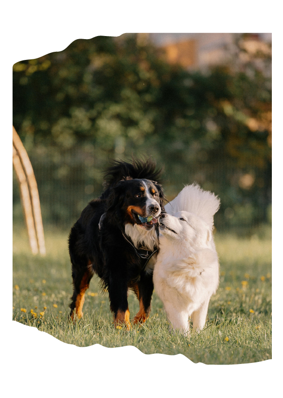 Piezas editables_Doggos-11
